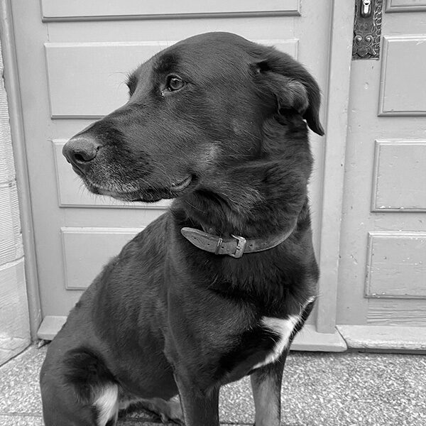 Penny